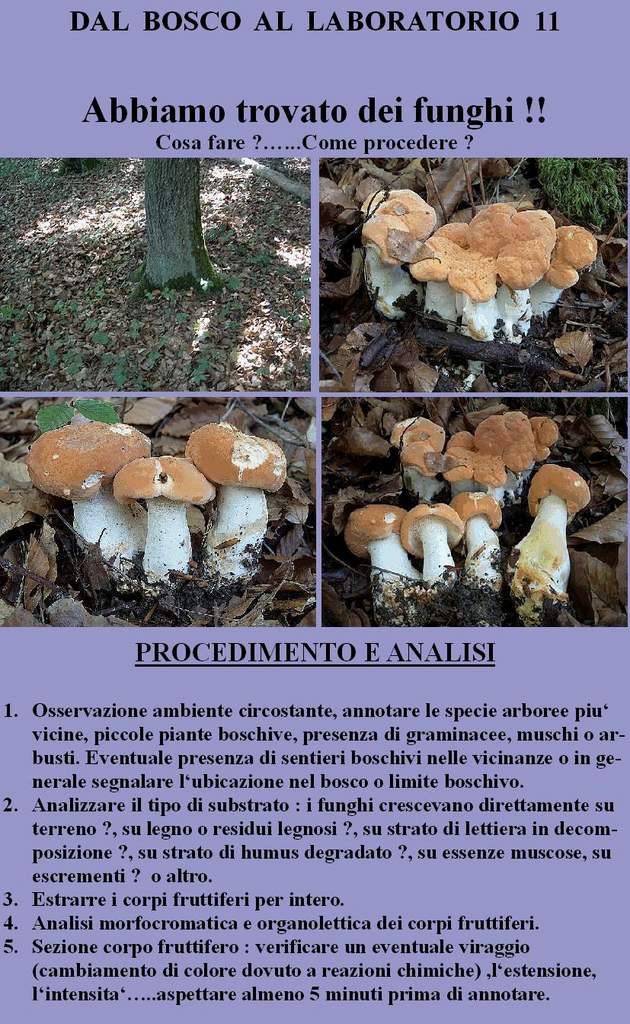 Dal Bosco al Laboratorio